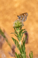 Butterfly perched delicately on a green flower under soft golden light in a natural setting
