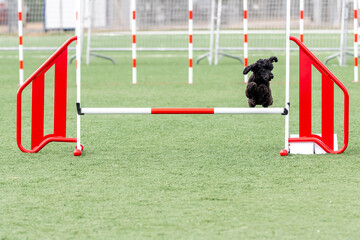 Dog competes in agility course jumping over hurdles at outdoor event