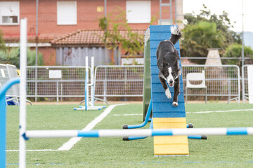 Dog performs agility challenge on climbing ramp at training facility with bright green turf