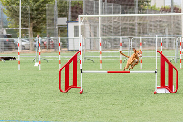 Dog leaps over a hurdle in an agility competition at a sports field in a sunny afternoon