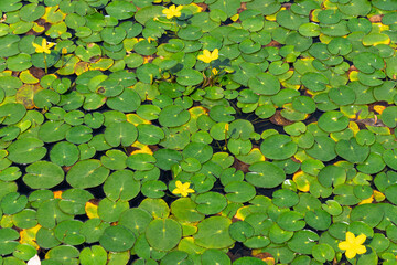Vibrant yellow flowers amidst lush green lily pads on calm water. Nymphoides peltata, fringed water...
