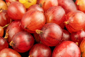Close-up of fresh red gooseberries with water droplets