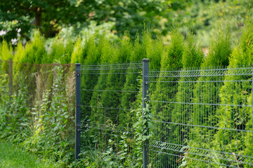 Modern welded wire mesh fence with vertical metal posts and green privacy hedge in residential garden, outdoor security barrier and landscaping element in summer natural environment