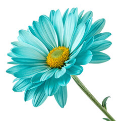Vibrant Teal Daisy Flower Closeup Macro Photography of a Single Bloom Isolated On Transparent Background