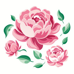 pink rose flower