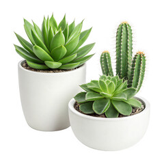 Succulents  Cactus in Minimalist Pots Perfect for Modern Decor Isolated On Transparent Background