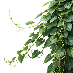 Lush Green Ivy Vines Perfect for Nature Backgrounds  Designs Isolated On Transparent Background