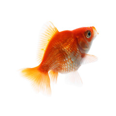 One small beautiful goldfish isolated on white
