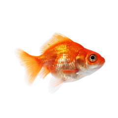 One small beautiful goldfish isolated on white