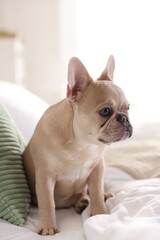 Adorable French bulldog dog sitting on bed indoors