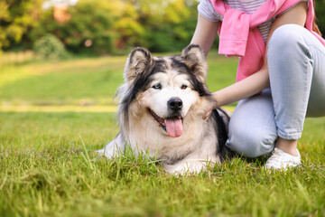 Woman with her cute Alaskan malamute dog on green grass outdoors in morning, closeup
