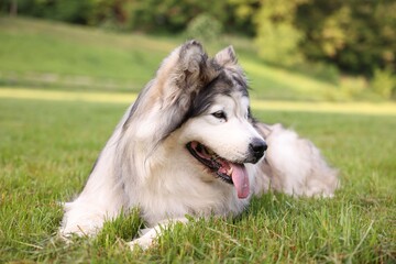 Adorable Alaskan malamute dog lying on green grass outdoors