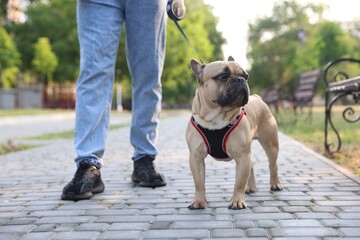 Man with his cute French bulldog in park, closeup