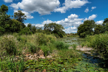 Landscape in Kruger National Park in South Africa in the green season