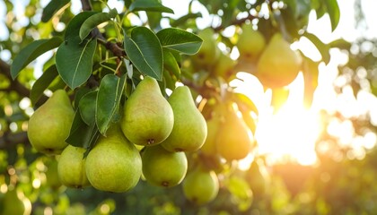 Sunlit pears hanging on branch, promising the delicious sweetness of orchard harvests