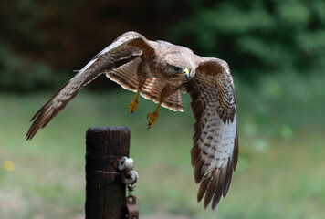 Common Buzzard (Buteo buteo) flying in the forest of Noord Brabant in the Netherlands.