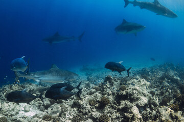 Group of Tiger sharks swims underwater in ocean. Sharks in Maldives