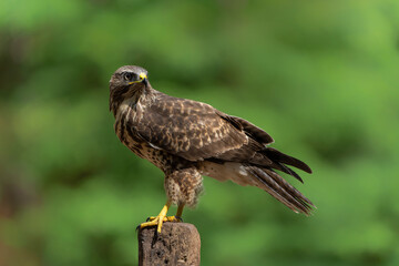Common Buzzard (Buteo buteo) searching for food in the forest of Noord Brabant in the Netherlands. 