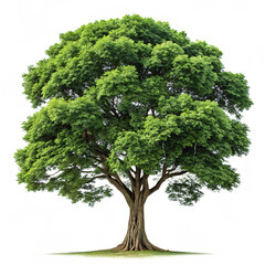Lush Green Tree Nature Photography Isolated on White Isolated On Transparent Background