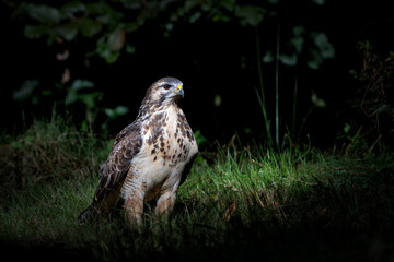 Common Buzzard (Buteo buteo) searching for food in the forest of Noord Brabant in the Netherlands. 