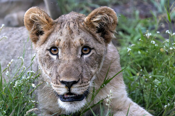 Lion cub resting in the bush of Madikwe Game Reserve in South Africa
