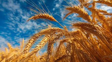 Field of golden barley under a bright blue sky, capturing the vastness and warmth of a harvest-ready grain crop