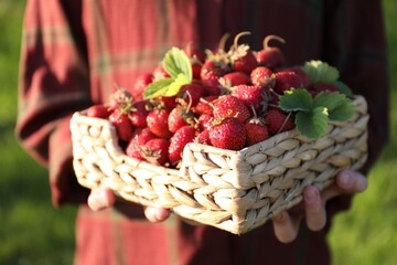 Woman holding basket with fresh strawberries outdoors, closeup