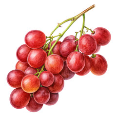 Red Grapes Fresh Fruit Bunch Vineyard Harvest Isolated On Transparent Background