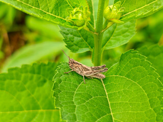 Brown grasshopper resting on a green leaf