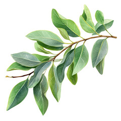 Fresh green bay leaves on a branch with a bright background, ideal for culinary and herbal use