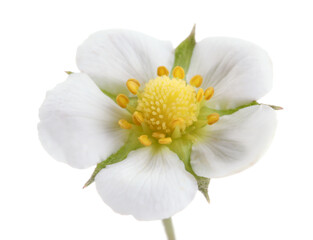 One beautiful strawberry flower isolated on white