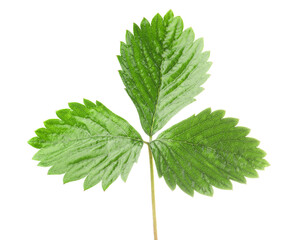 Sprig with green strawberry leaves isolated on white