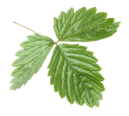 Sprig with green strawberry leaves isolated on white