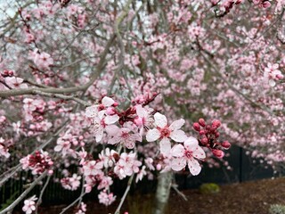 Naklejka premium Cherry Blossoms