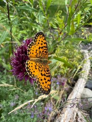 Vibrant Orange Butterfly Resting on Purple Wildflower in Meadow