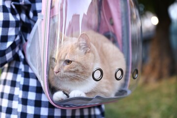 Woman with her cute cat in backpack carrier at park, closeup