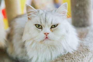 Naklejka premium White Persian cat.