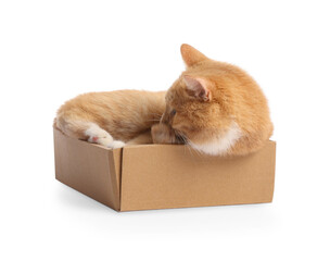 Cute orange cat in cardboard box on white background