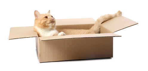 Cute orange cat in cardboard box on white background