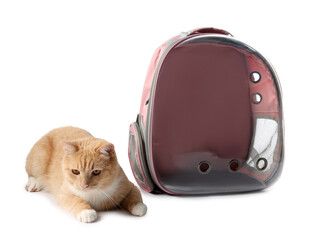 Cute cat and backpack carrier on white background