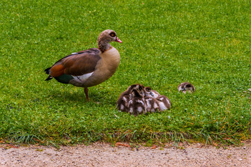Egyptian goos with their young chicks