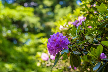 Rhododendron flower in the botanical garden