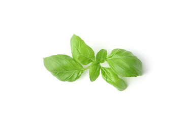 Twig of fresh green basil isolated on white, top view