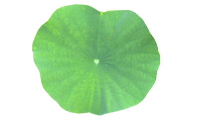  Lily Pad Leaf PNG. Aquatic Plant Element for Botanical, Pond Life, and Nature-Themed Designs. Transparent Background.