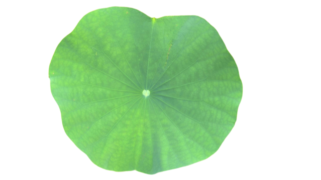  Lily Pad Leaf PNG. Aquatic Plant Element for Botanical, Pond Life, and Nature-Themed Designs. Transparent Background.