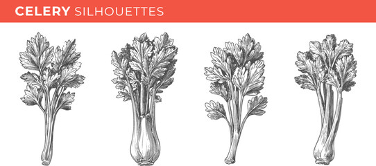 Set illustrations of celery isolated on transparent background. Vector graphics