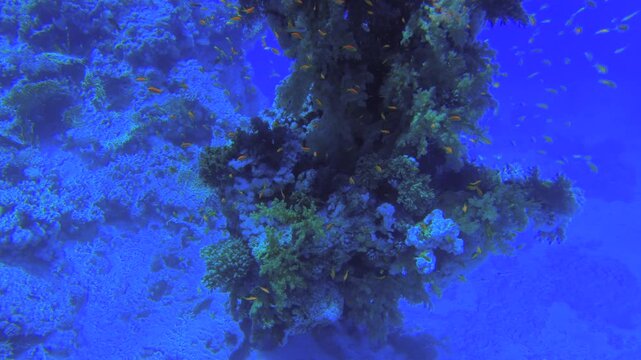Underwater seascape on the coral reef in the Red Sea at Seven Pools Reef in Ras Mohammed National Park, Egypt, showcasing thousands of Pseudanthias Squamipinnis, aka Sea Goldie