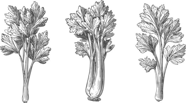 Set illustrations of celery isolated on transparent background. Vector graphics