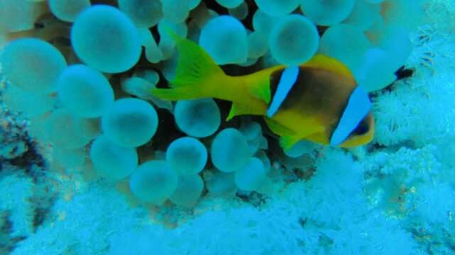 Close-up view of a Amphiprion Bicinctus aka Red Sea Clownfish in Sea Anemone at Stingray Station diving spot in Ras Mohammed National Park, South Sinai, Egypt