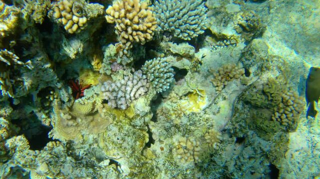 Underwater seascape on the coral reef in the Red Sea at the Blue Hole in Dahab, South Sinai, Egypt